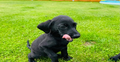Labrador Retriever dogs - Advert 8