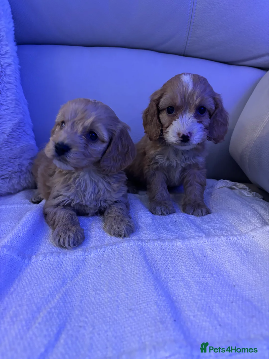 Cockapoo dogs for sale: 🐶🐶 cockerpoo puppies 🐶🐶 - Advert 17
