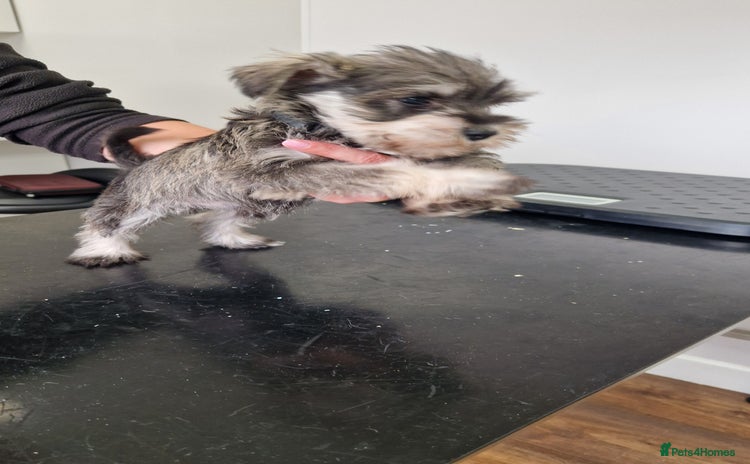 Miniature Schnauzer dogs - Advert 4