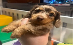 Miniature Dachshund dogs for sale: Miniature Purebred Dachshund Puppies - Image 5
