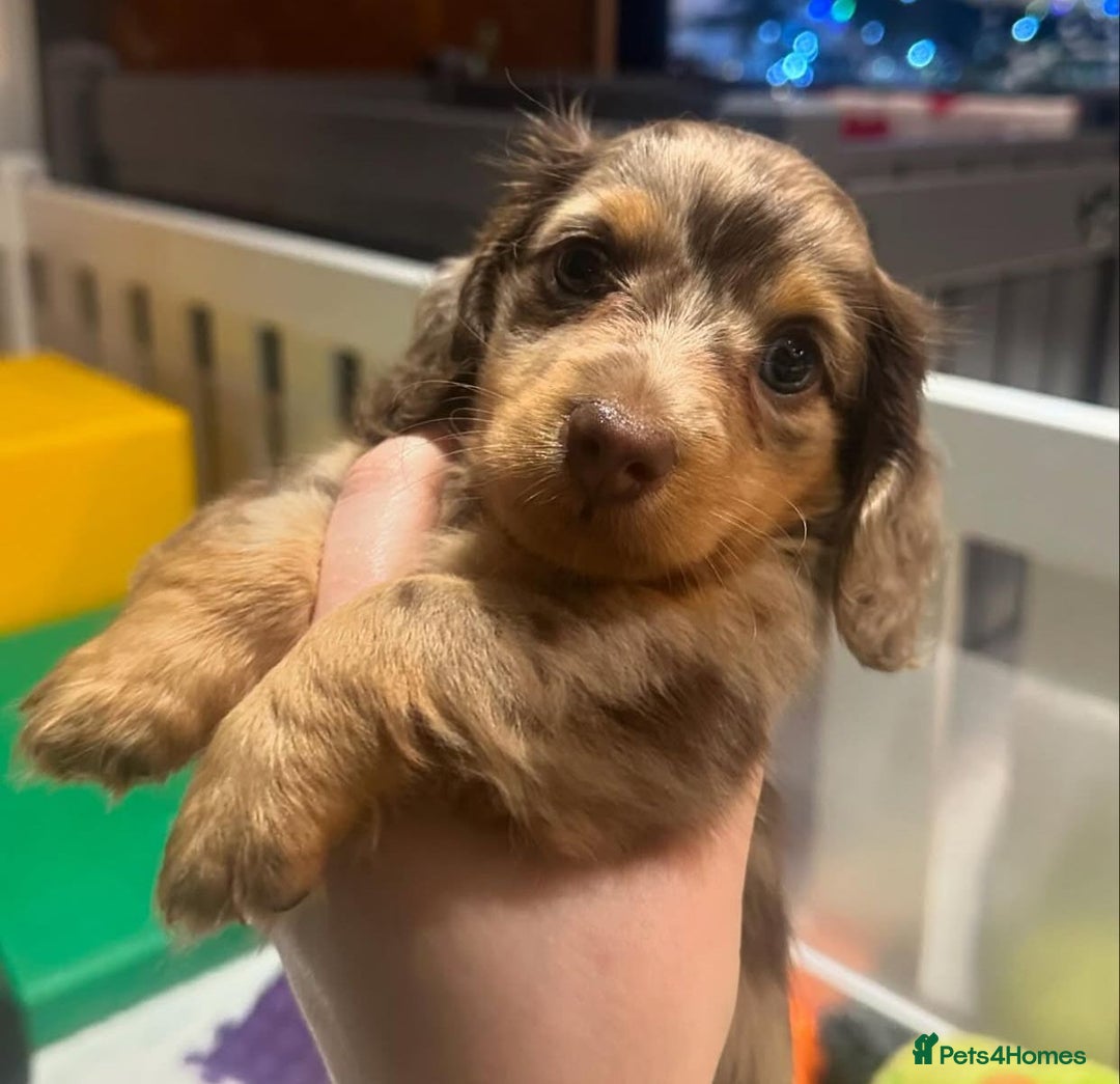 Miniature Dachshund dogs for sale: Miniature Purebred Dachshund Puppies - Image 5