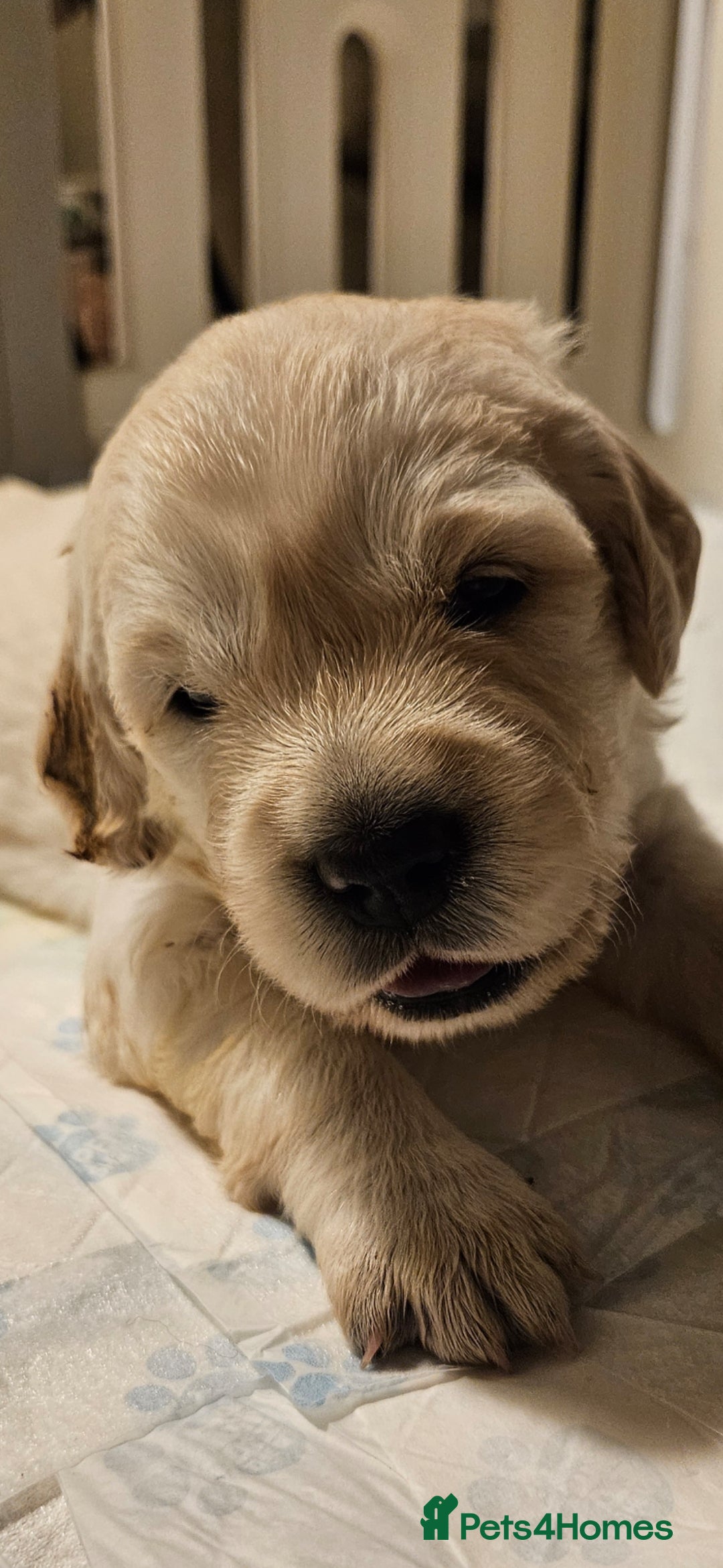 Golden Retriever dogs for sale: Beautiful chunky cream/golden retrievers  - Image 3