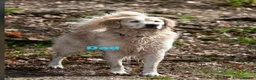 Golden Retriever dogs for sale: Our Beautifil KC registered Golden Retriever   in Leeds - Advert 18