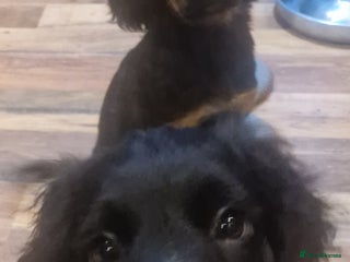 Cocker Spaniel dogs Last boy left !! working cocker spaniels - Advert 2