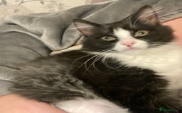 Mixed Breed cats for sale: 8 WEEK OLD SUPER FRIENDLY KITTENS READY NOW - Advert 3