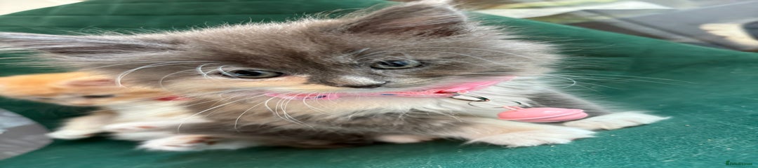 Maine Coon Kitten 1