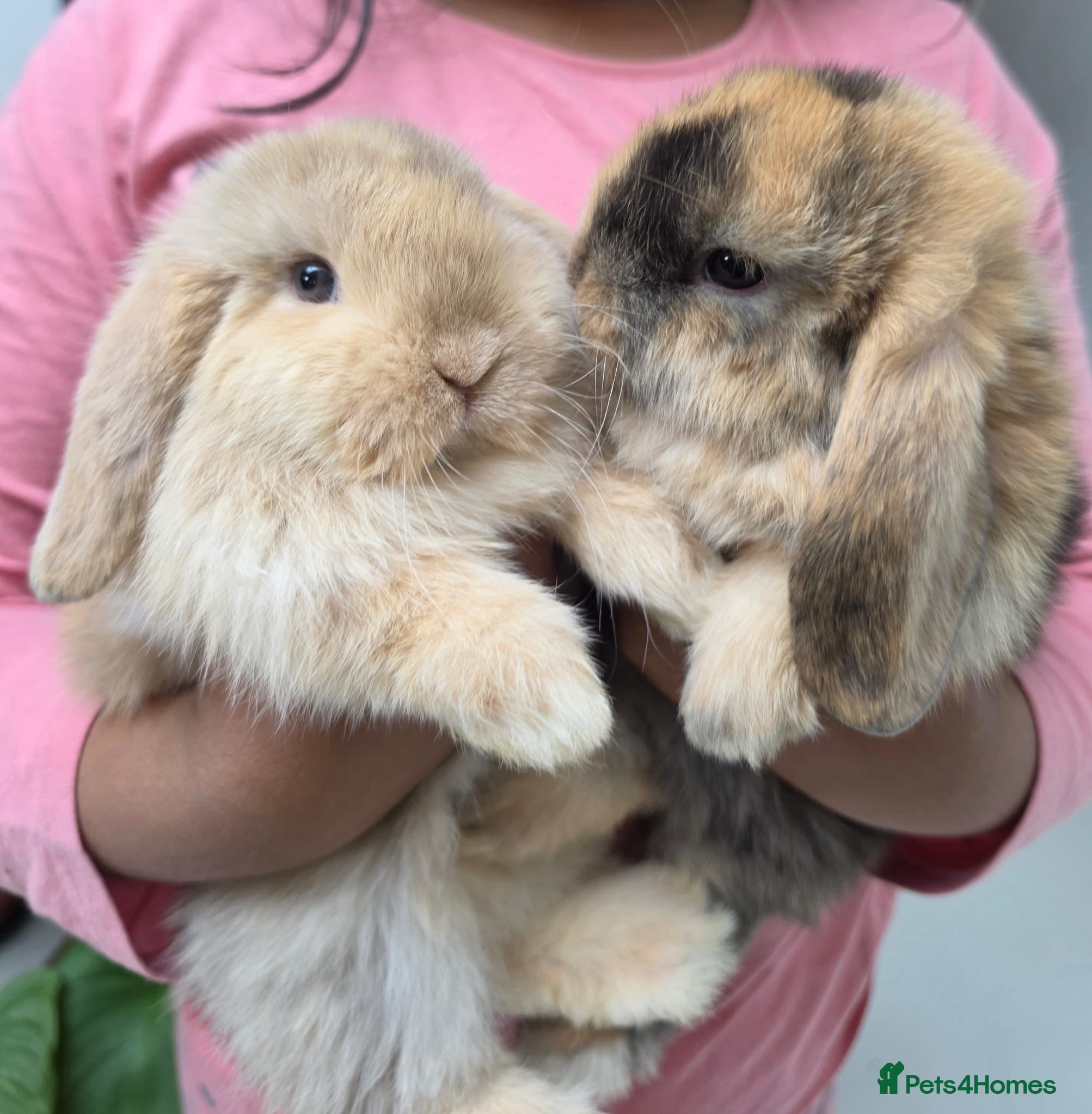 Mini Lop rabbits Purebred Minilops - 5 LEFT - Advert 1