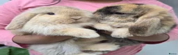 Mini Lop rabbits for sale: Purebred Minilops - 5 LEFT - Advert 1