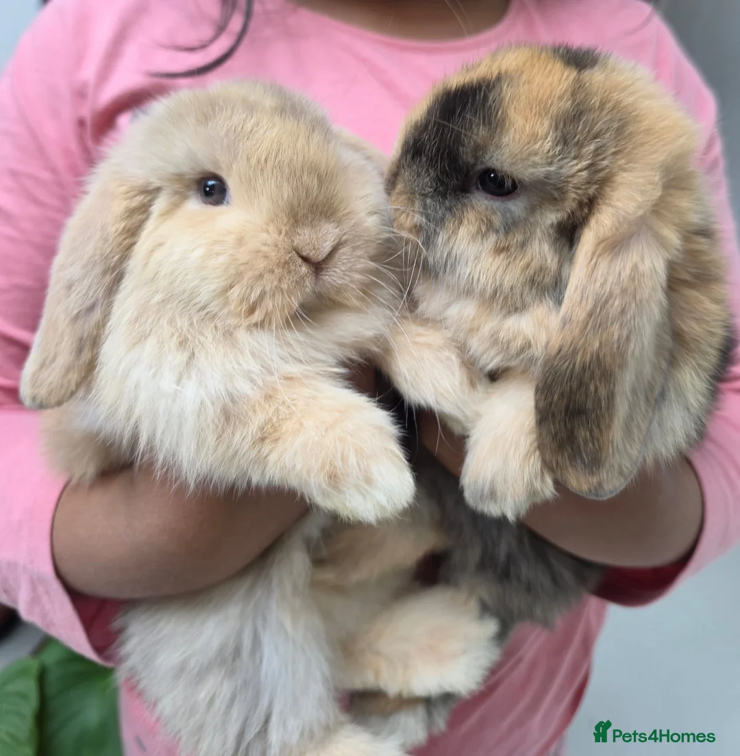 Mini Lop rabbits for sale: Purebred Minilops - 5 LEFT - Advert 1