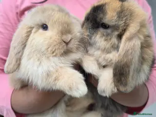 Mini Lop rabbits for sale: Purebred Minilops - 5 LEFT - Advert 1