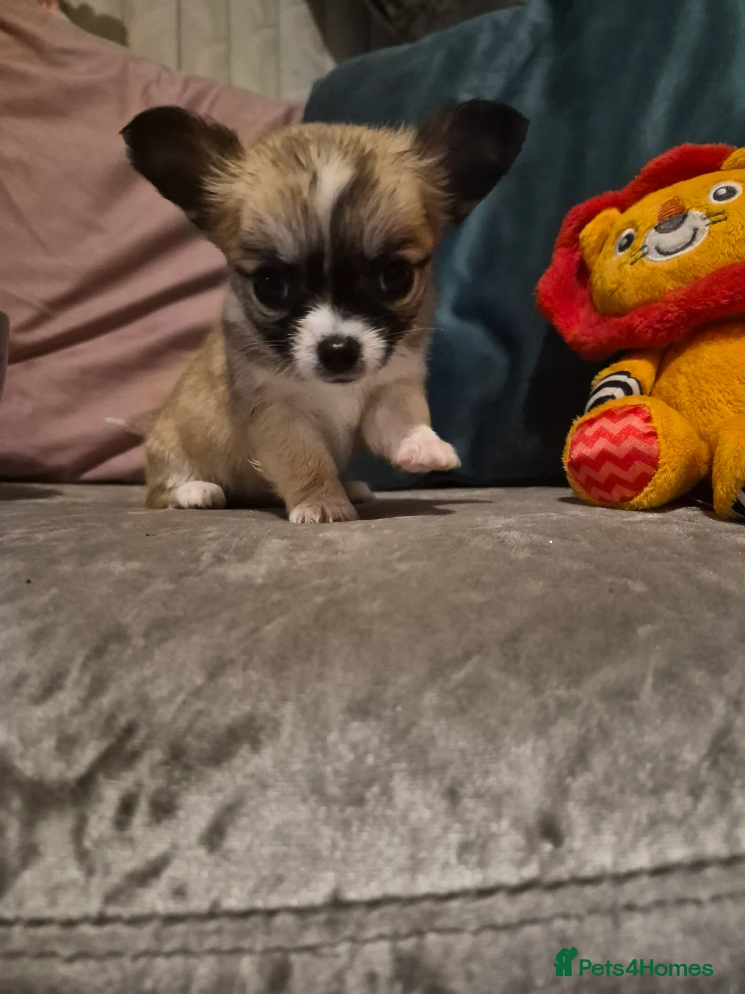 Chihuahua dogs for sale: Pure Chihuahua puppies  - Advert 16