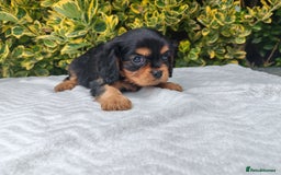 Cavalier King Charles Spaniel dogs for sale: KC Beautiful Cavalier King Charles puppies - Image 12