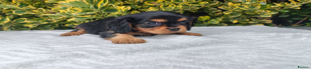 Cavalier King Charles Spaniel Puppy 8