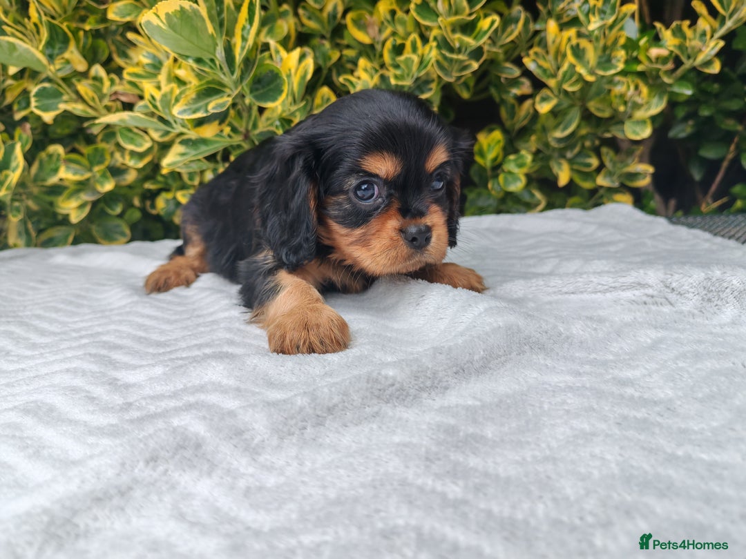 Cavalier King Charles Spaniel dogs for sale: KC Beautiful Cavalier King Charles puppies - Image 12
