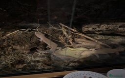Leopard Gecko reptiles for sale: 2 leopard geckos and vivarium for sale  - Image 10