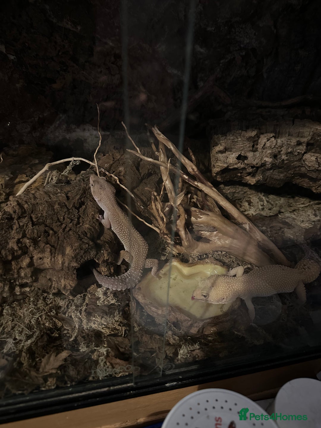 Leopard Gecko reptiles for sale: 2 leopard geckos and vivarium for sale  - Image 10