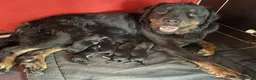Rottweiler dogs for sale: Excellent Heritage and Exceptional Potential Pups in Cardiff - Advert 9