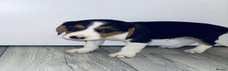 Beagle dogs for sale: Beagle Puppies - Advert 4