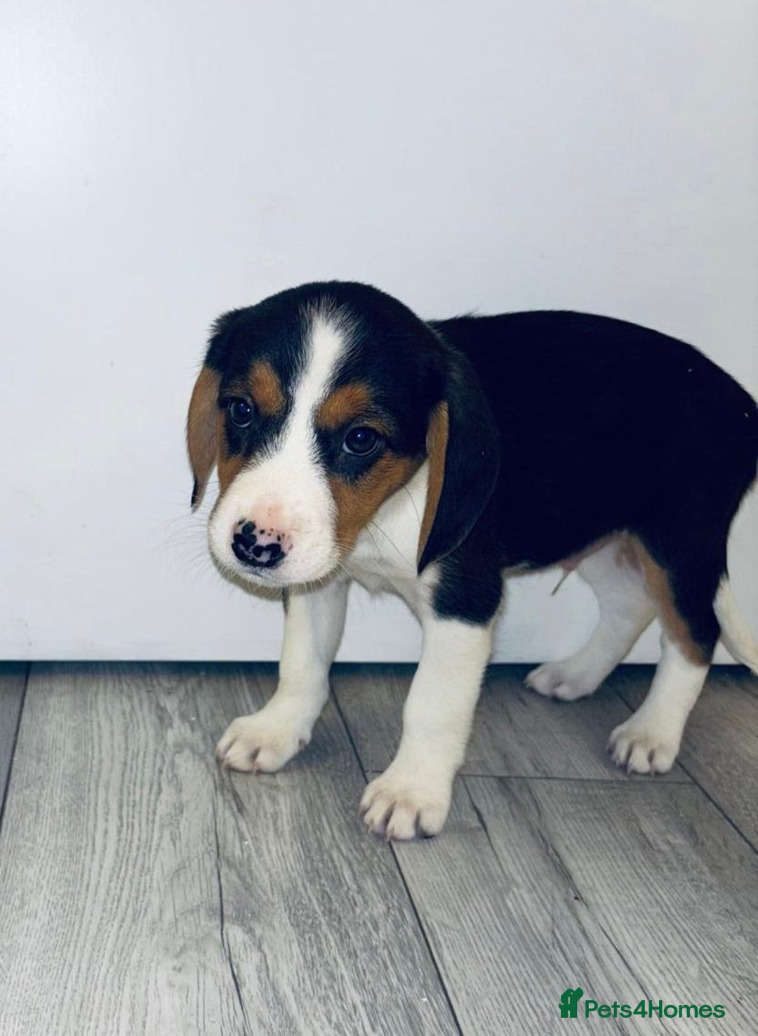 Beagle dogs for sale: Beagle Puppies - Advert 4