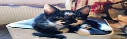 Mixed Breed cats for sale: Black & White Kittens Bengal Mix Véry Interactive  - Advert 2