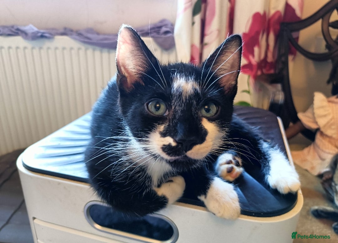 Mixed Breed cats for sale: Black & White Kittens Bengal Mix Véry Interactive  - Image 3