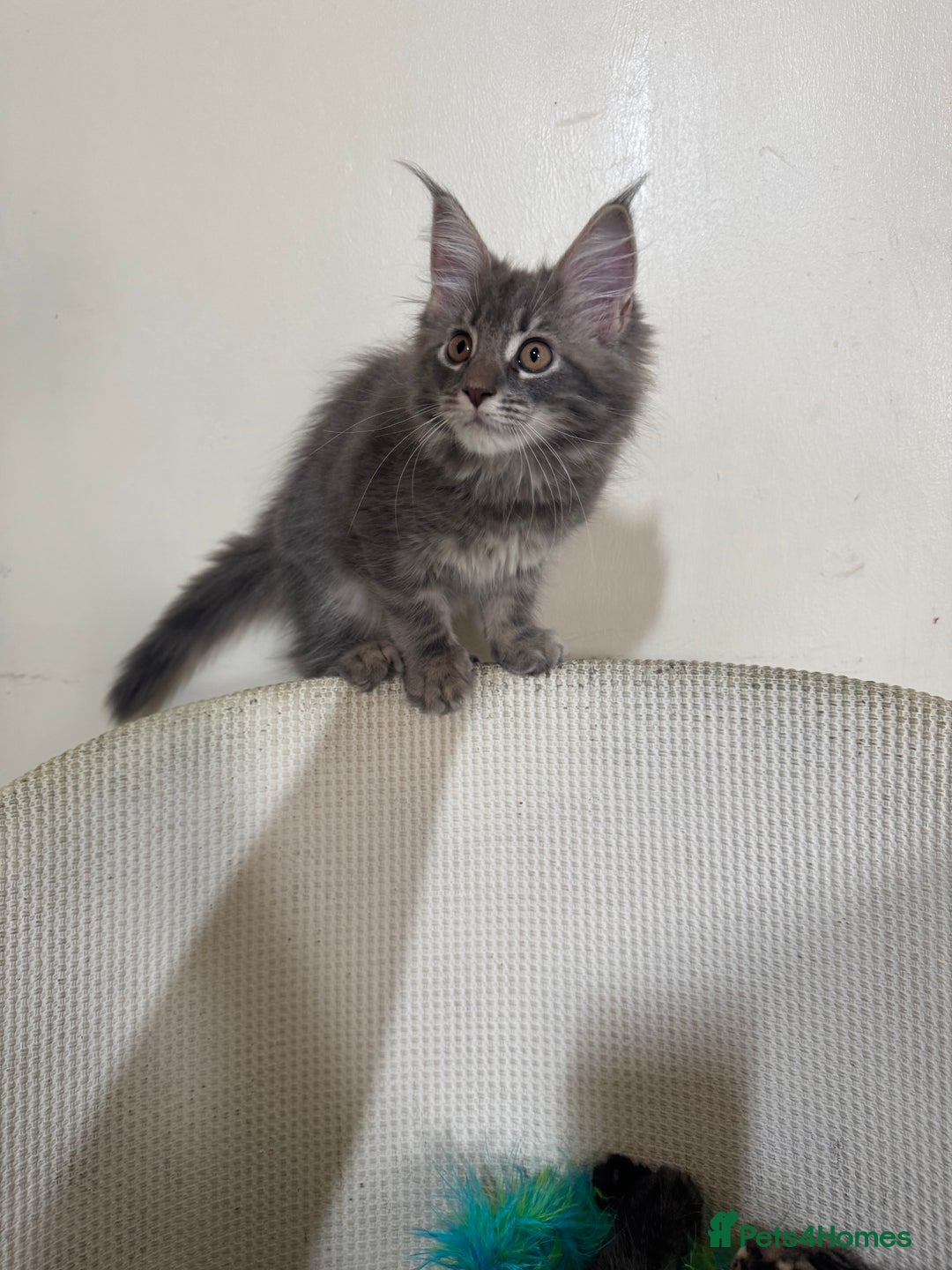 Maine Coon cats for sale: Ready Now! Pedigree Mainecoon kittens  - Image 8