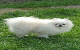 Pomeranian dogs for stud: White KC Registered pomeranian. *Stud duties only* - Image 9