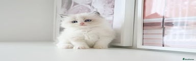 Ragdoll Kitten 2