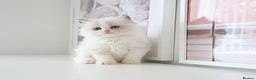 Ragdoll cats for sale: INDOOR FULL PEDIGREE RAGDOLL KITTENS - Advert 22