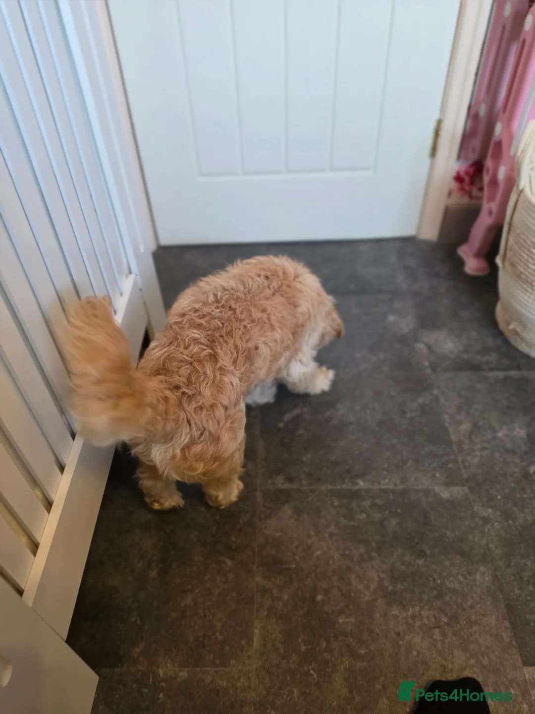 Chipoo dogs for sale: 6 years ols Milo a lovely Chipoo for sale in Wigan - Advert 8
