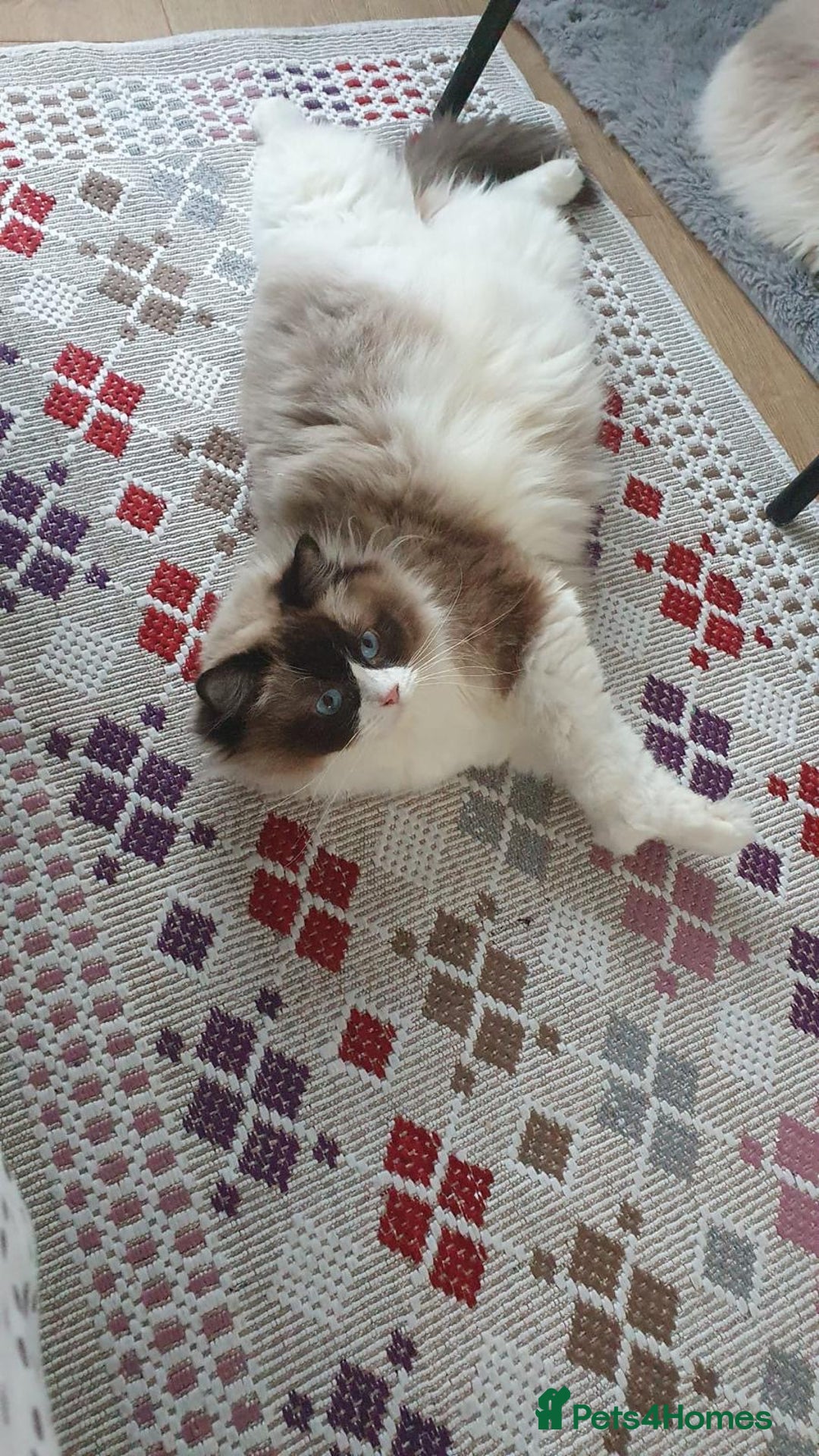 Ragdoll cats for sale: Ragdoll girl !!!  - Image 2