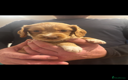 Cocker Spaniel dogs for sale: 5 beautiful working cocker spaniels 3 boys 2 girls - Image 18