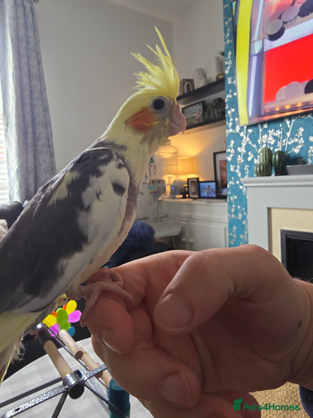 Cockatiels birds for sale: Handreared Cockatiels - Image 15