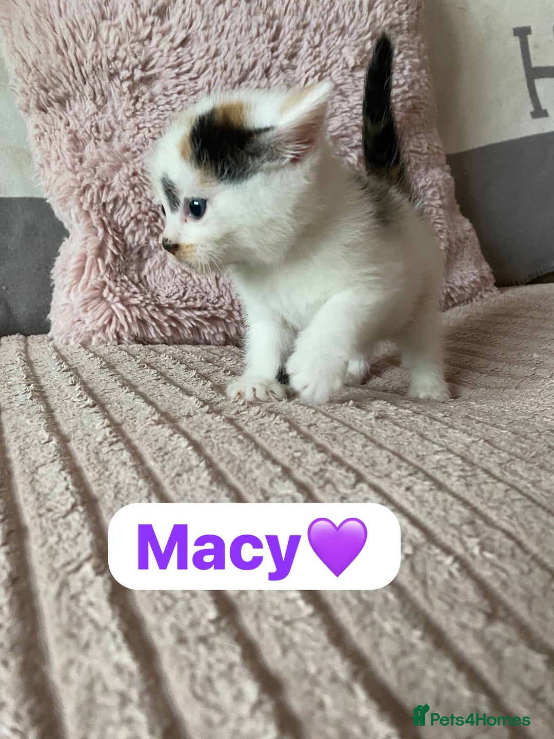 Mixed Breed cats for sale: 7 Beautiful Kittens 🩷💙 - Image 6