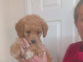 Cavapoo dogs 6 beautiful cavapoo puppies - Advert 5