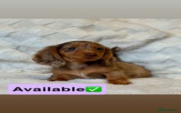 Miniature Dachshund dogs for sale: Long Haired miniature dachshunds - Image 4