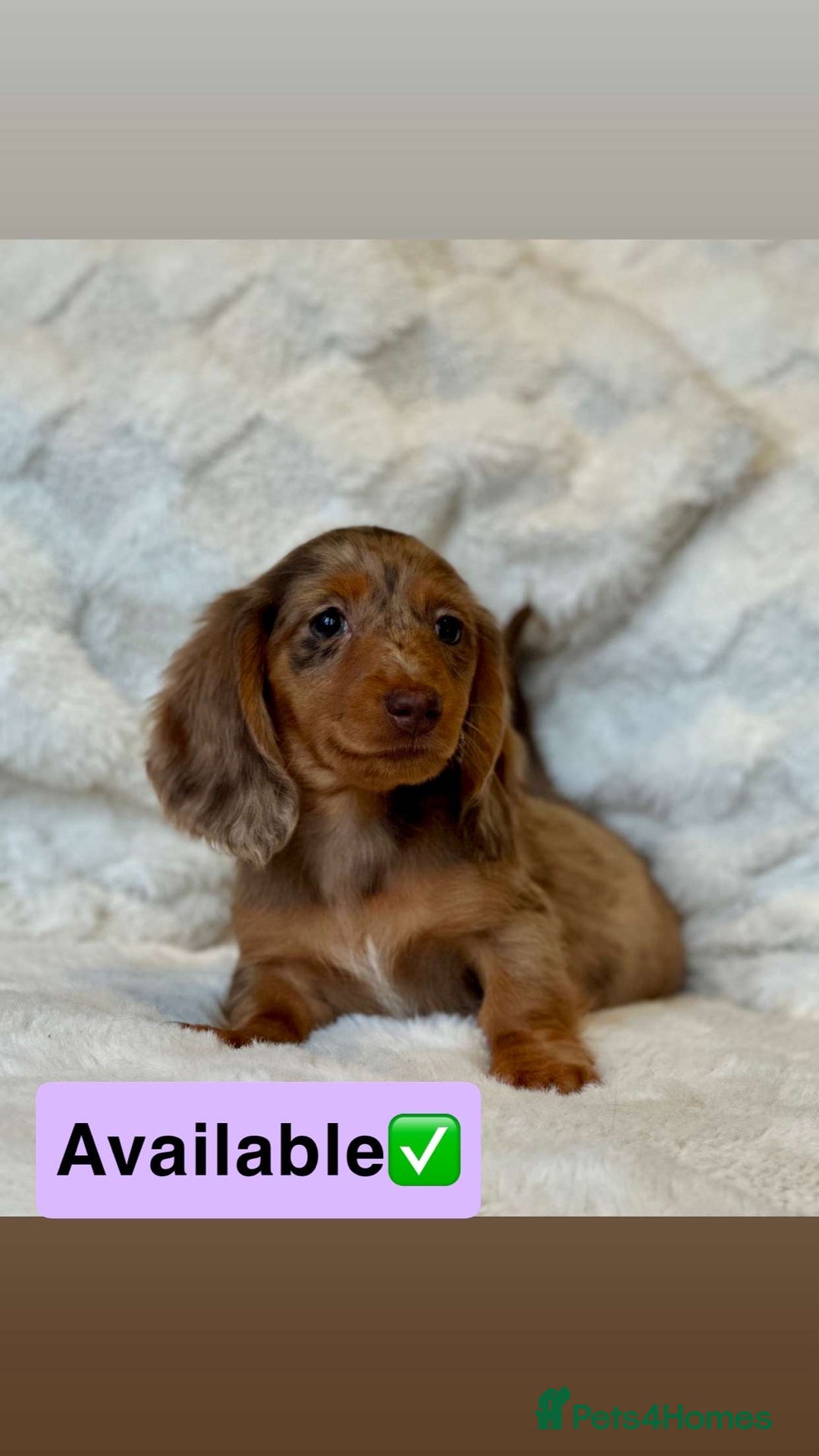 Miniature Dachshund dogs for sale: Long Haired miniature dachshunds - Image 4