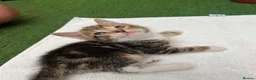Mixed Breed cats for sale: 5 beautiful kittens ready for forever home  - Advert 8