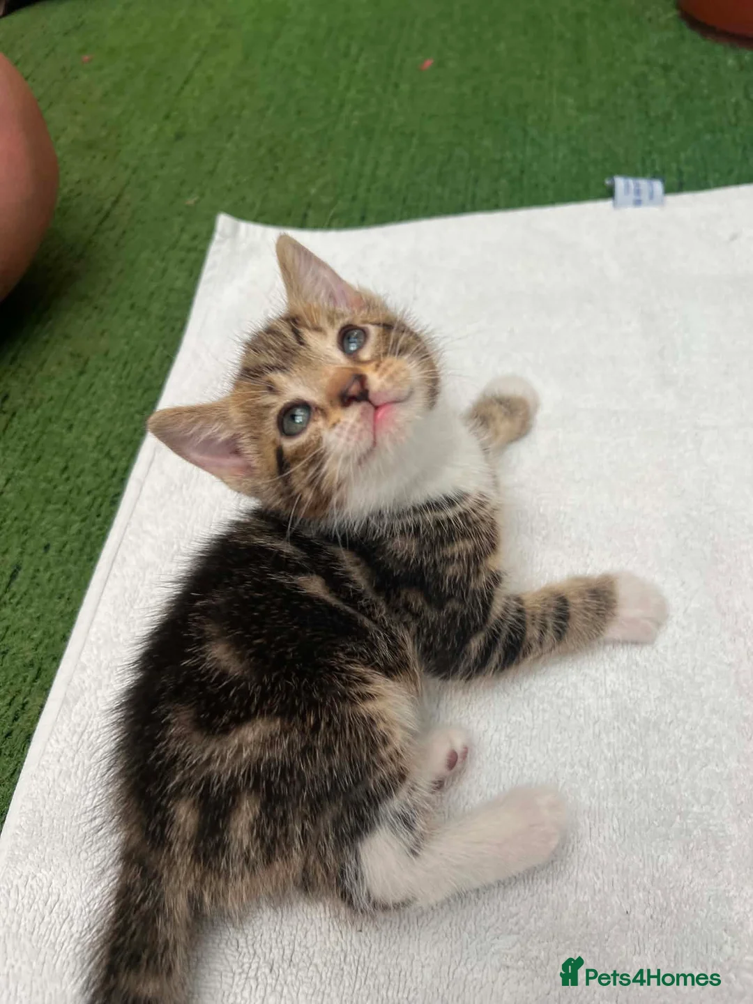 Mixed Breed cats for sale: 5 beautiful kittens ready for forever home  - Advert 8