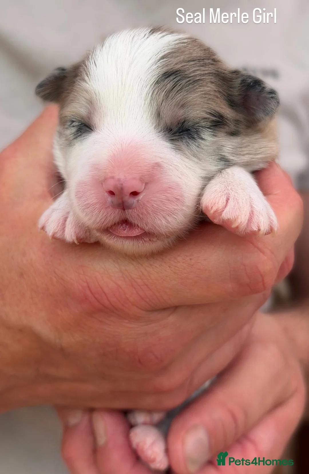 Border Collie dogs for sale: Stunning Champion line puppies  - Advert 1