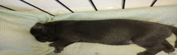 Staffordshire Bull Terrier dogs for sale: Blue Staffordshire Bull Terrier  in Buxton - Advert 2