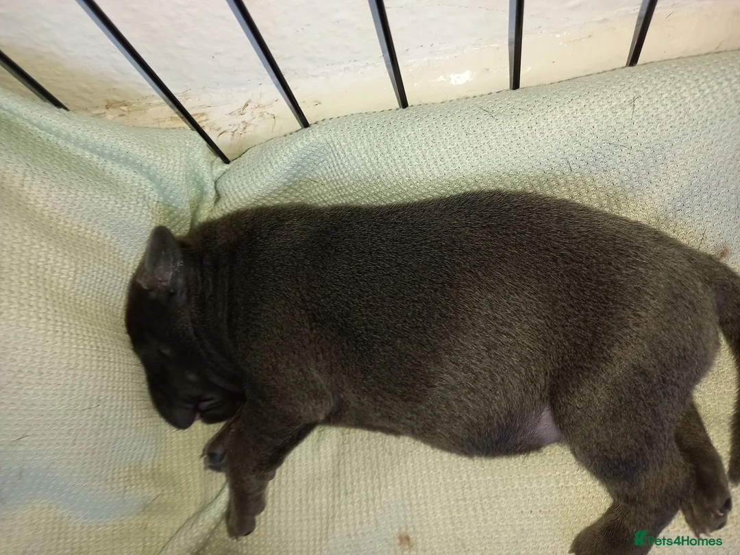 Staffordshire Bull Terrier dogs for sale: Blue Staffordshire Bull Terrier  in Buxton - Advert 2