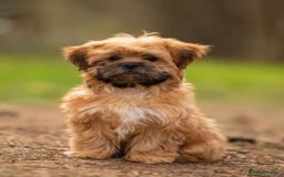 Mixed Breed dogs for sale: LOOKING PLEASE READ! - Image 4