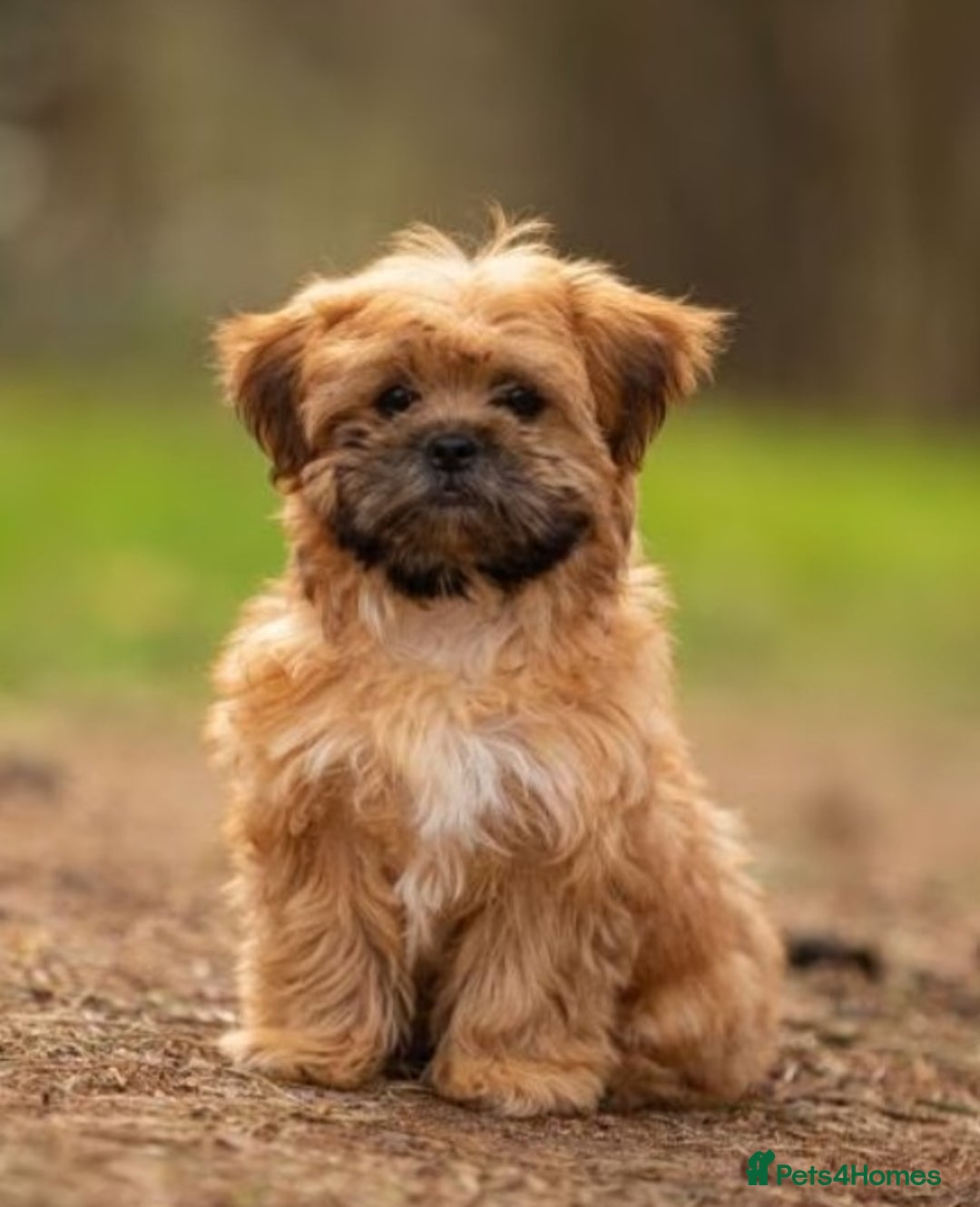 Mixed Breed dogs for sale: LOOKING PLEASE READ! - Image 4