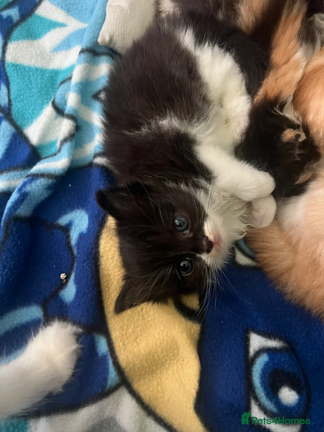 Mixed Breed cats for sale: 2 half ragdoll kittens - Advert 2