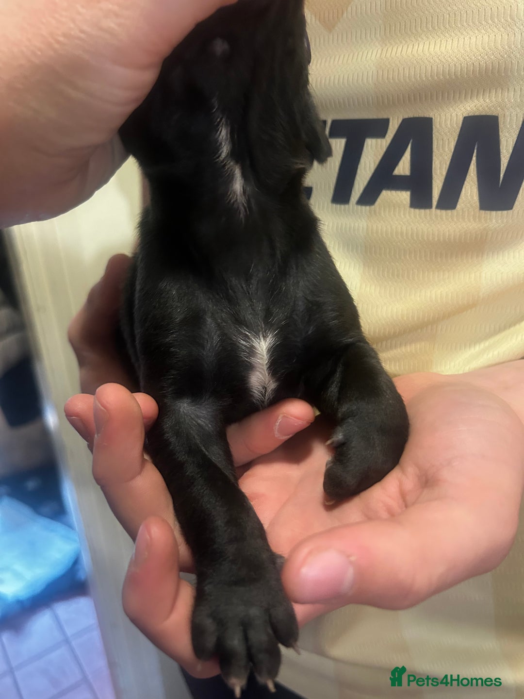 Great Dane dogs for sale: Stunning puppies, health tested KC parents. - Image 19