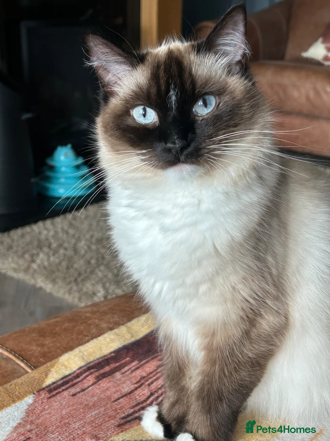 Ragdoll cats for sale: Ragdoll Kittens  in Arbroath - Advert 1