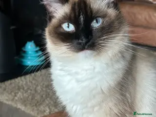 Ragdoll cats Ragdoll Kittens - Advert 1