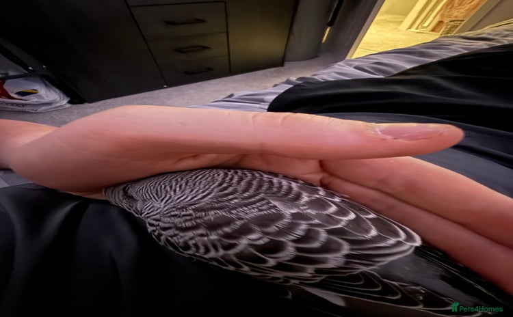 Budgerigars birds - Advert 10