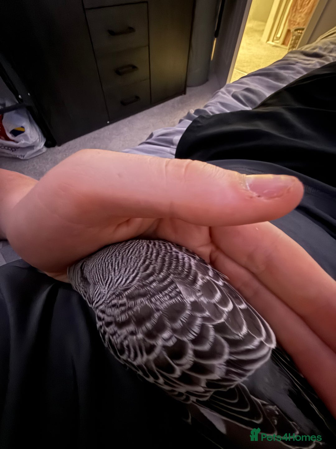 Budgerigars birds for sale: hand reared Grey pied budgie with huge cage - Image 1